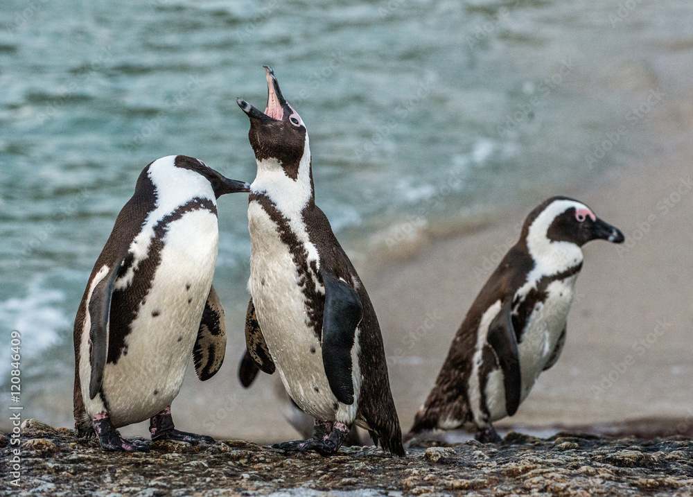 Naklejka premium Mating dance and singing of couple of African penguins during mating season. African penguin ( Spheniscus demersus) also as the jackass penguin and black-footed penguin. Boulders colony. South Africa