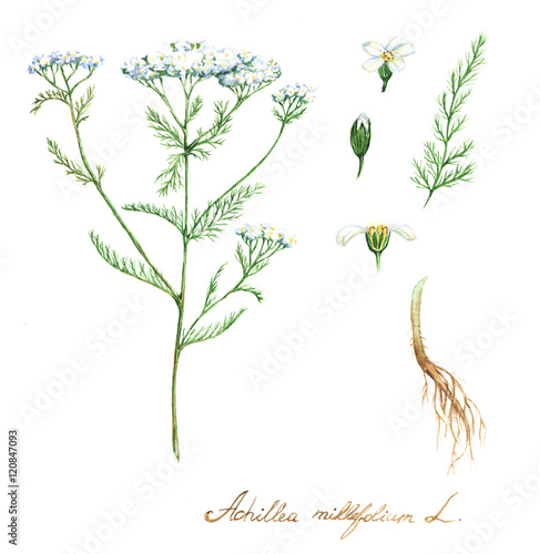 Hand-drawn watercolor botanical illustration of the yarrow plant, flowers, leaves and root. Milfoil drawing isolated on the white background. Medical herbs illustration