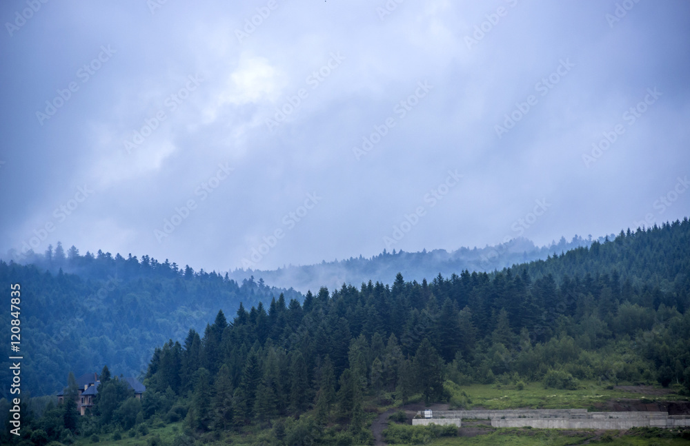 spruce forest landscape spruce forest landscape