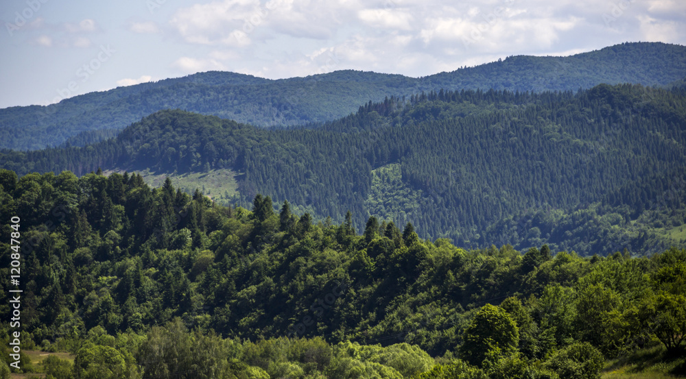Fototapeta premium spruce forest landscape