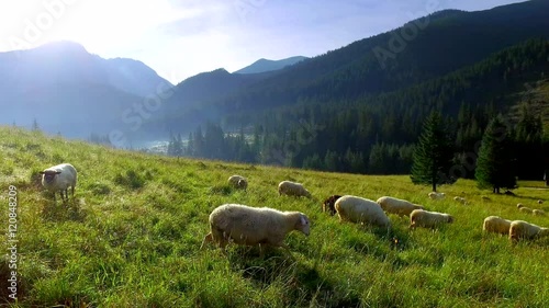 Flock of sheep grazing in the Tatra Mountains at sunrise
