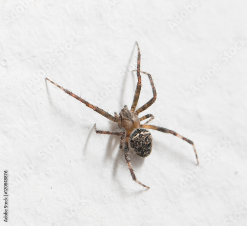 Spider on a white wall