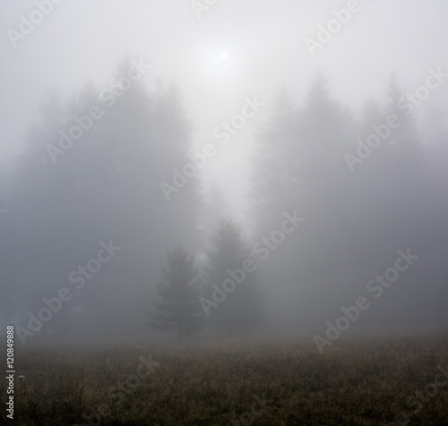 Foggy Landscape in Mountains. Foggy morning in the pine forest.