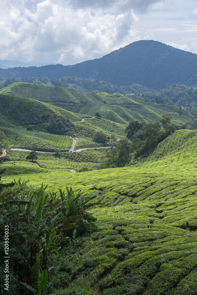 Obraz premium Tea plantation in Cameron highlands,mountain hills in Malaysia
