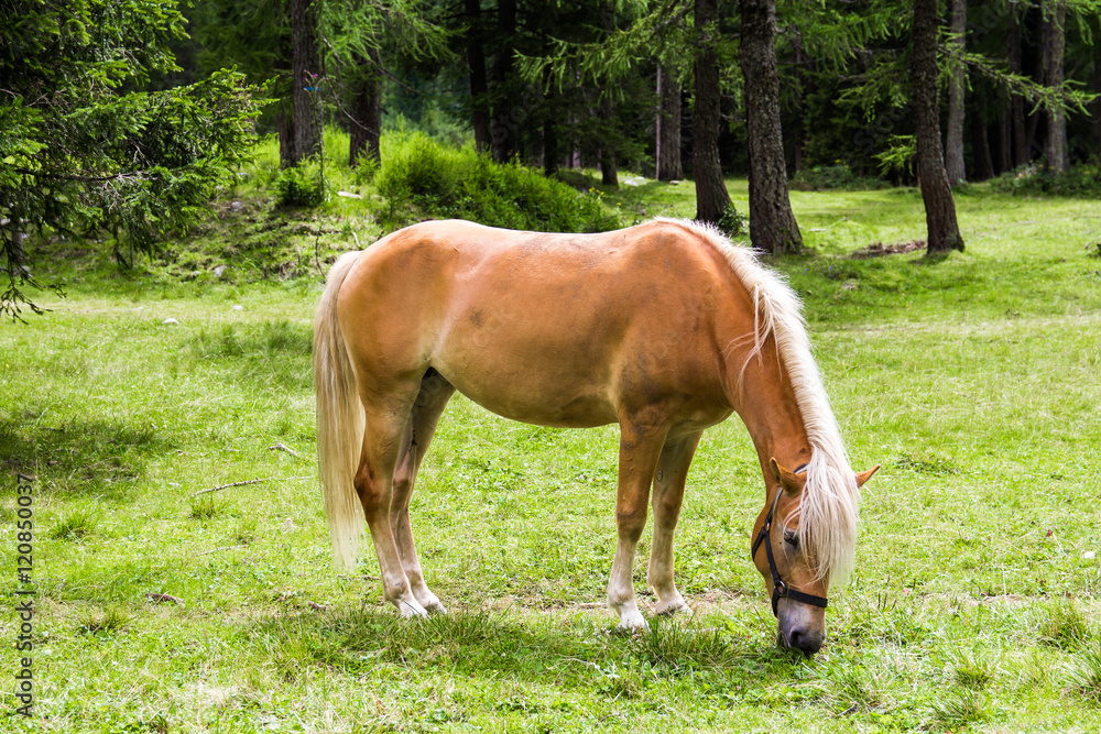 Haflinger horse Haflinger horse