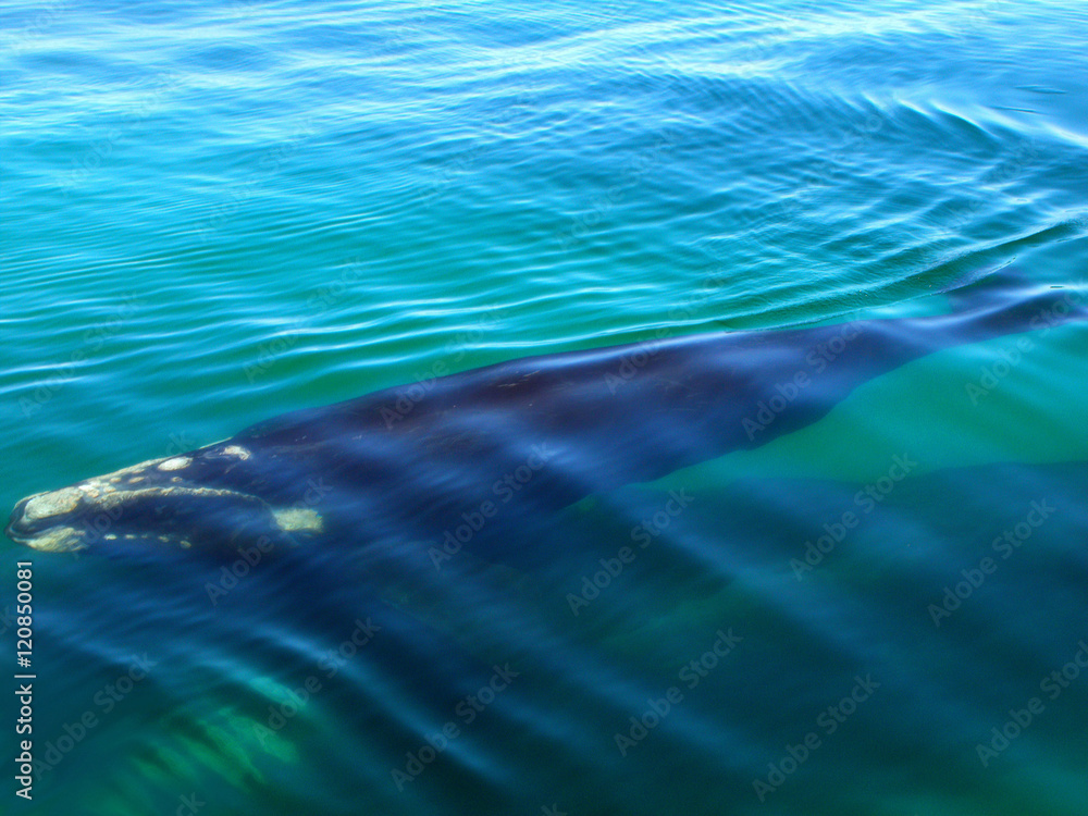 Right Whale Right Whale