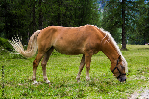 Haflinger horse © marcociannarel
