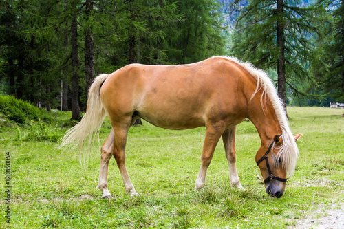 Haflinger horse © marcociannarel