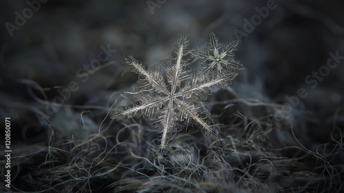 Two snowflakes in flat cluster on dark gray woolen background. This is macro photo of real snow crystals: pair of stellar dendrites with complex structure and sharp edges.