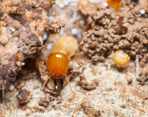 Close up termites or white ants in nest. © arthito
