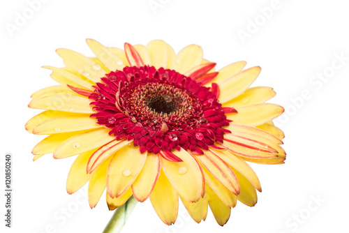 yellow red gerbera