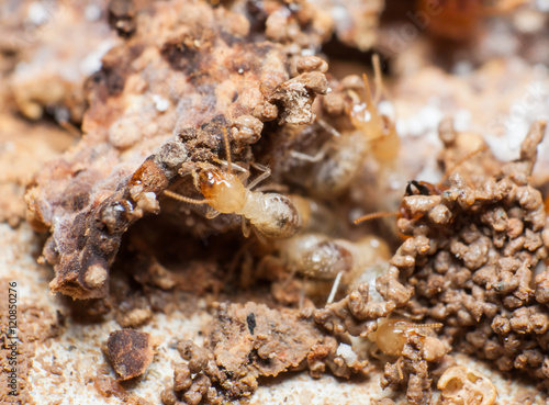 Close up termites or white ants in nest.