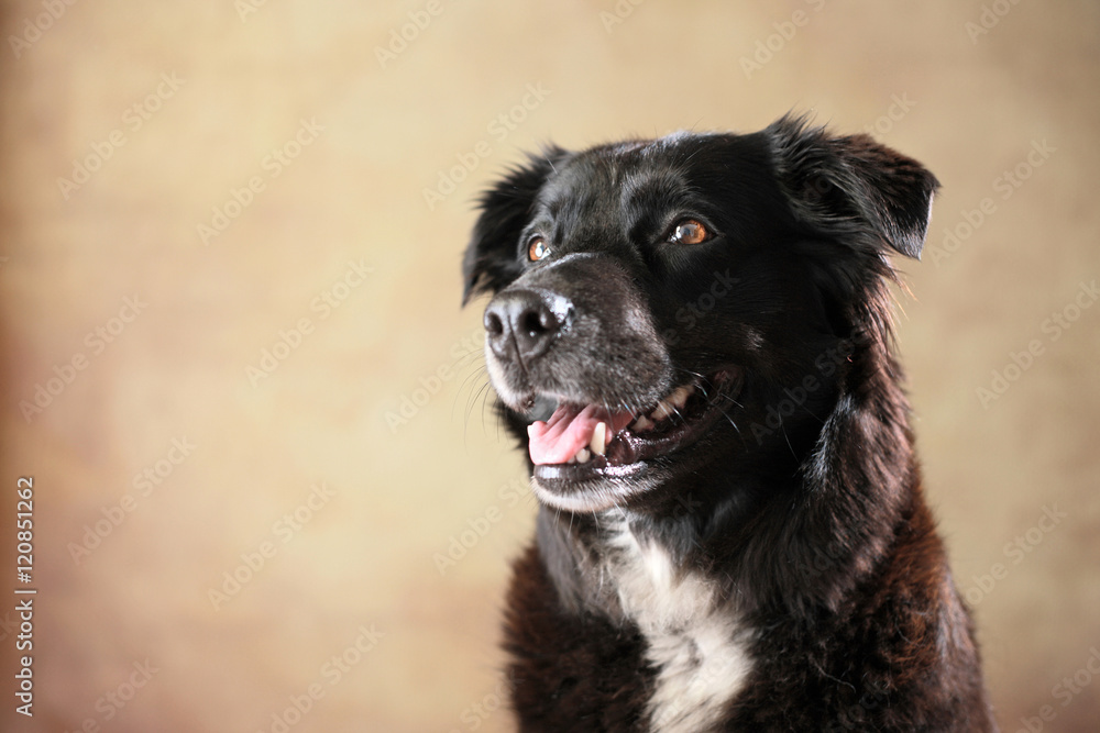 Australian Shepherd im Studio