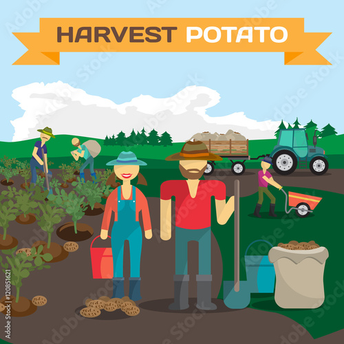 People harvesting potato in a field in the village. Manual labor
