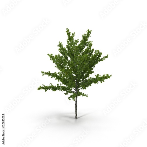Young Oak Tree Isolated on White 3D Illustration