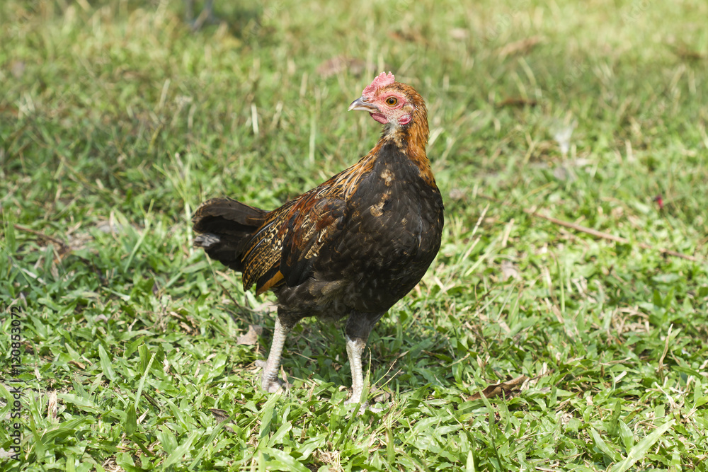 Chicken,Bantam,Red junglefowl (Gallus gallus)