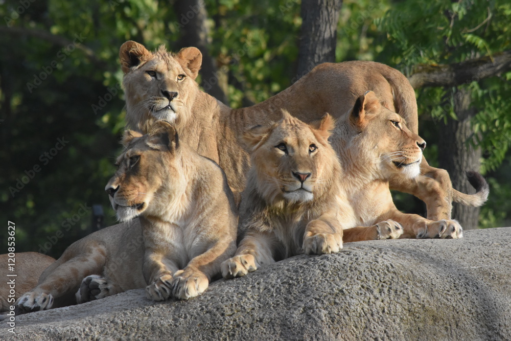 Fototapeta premium Famille de lions au soleil