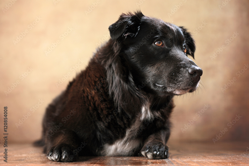 liegender Australian Shepherd im Studio liegender Australian Shepherd im Studio
