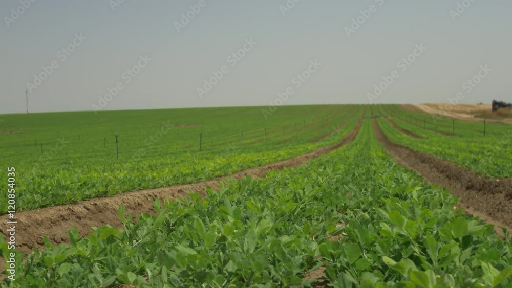 Vegetarian diet, soybean fields in the vegetable farms. Dolly shot Vegetarian diet, soybean fields in the vegetable farms. Dolly shot