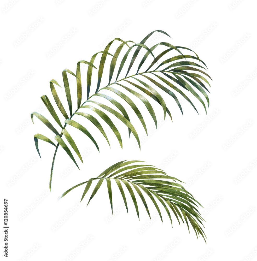 Obraz premium watercolor painting of coconut palm leaves isolated on white background