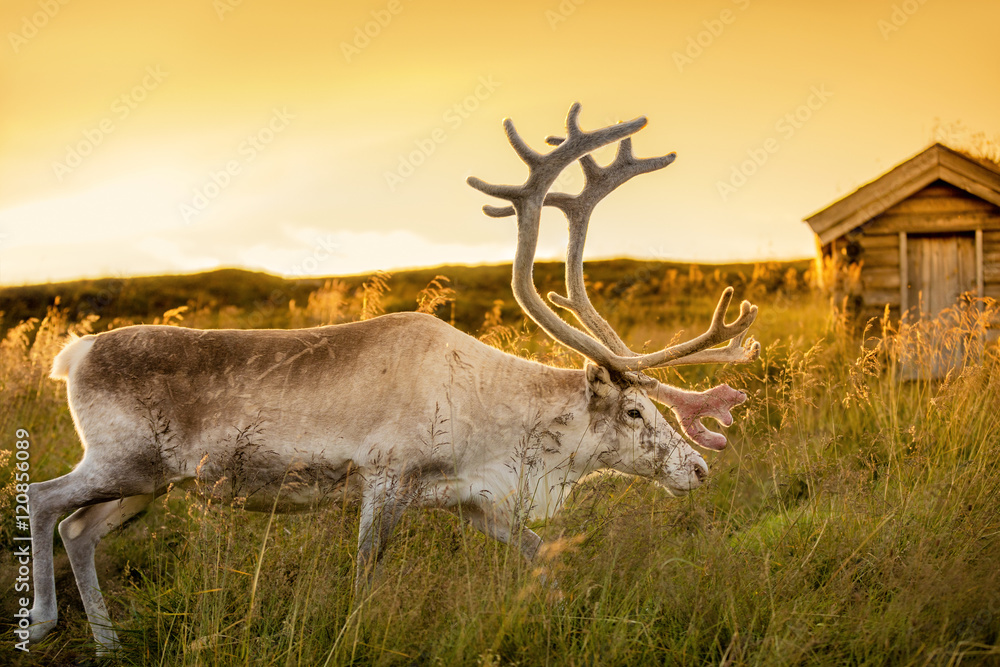 Naklejka premium deer grazing in a meadow in Lapland