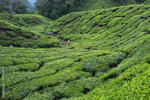 Tea plantation in Cameron highlands mountain hills in Malaysia