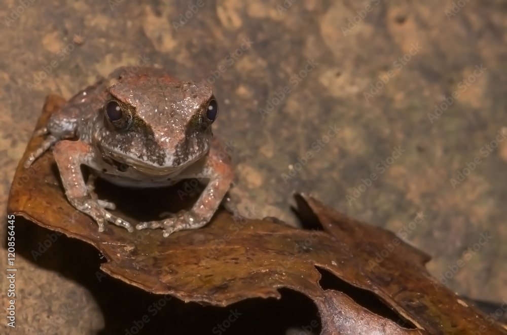 Obraz premium A Baby Frog
