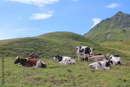 Kühe auf einer Weide © mg photo