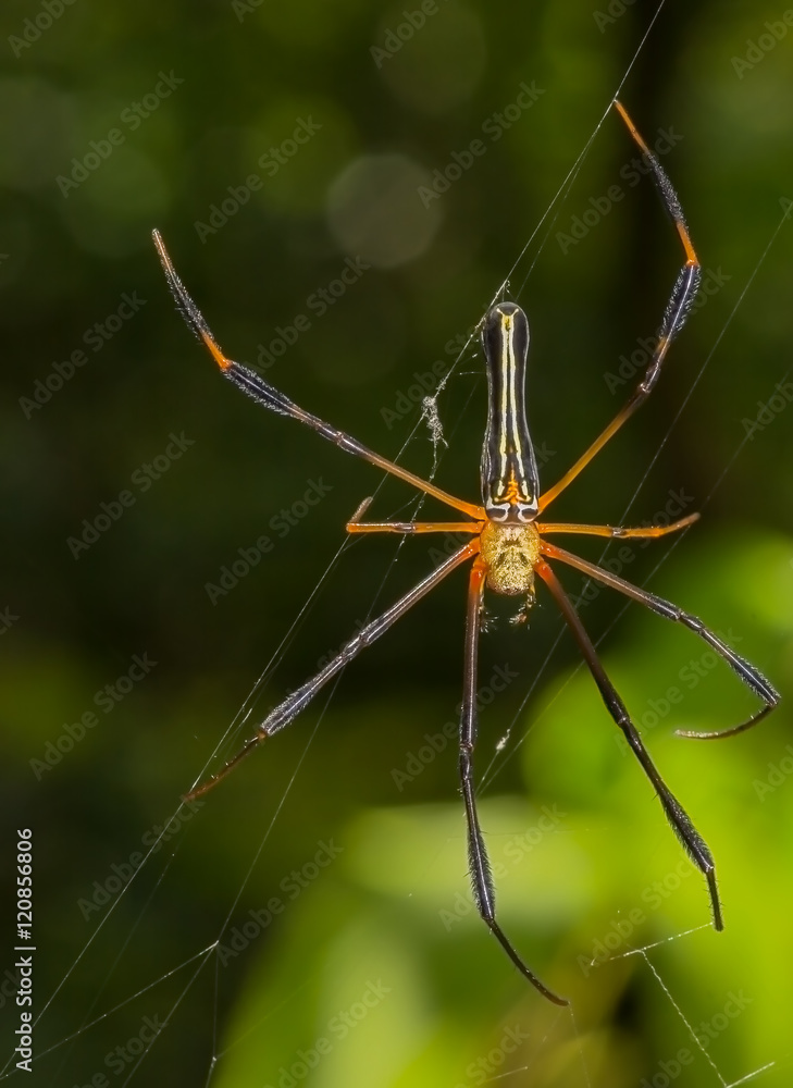 Giant wood spider