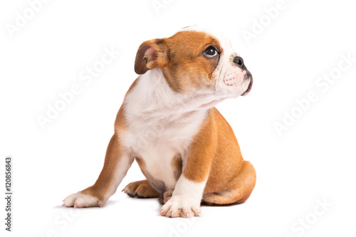Fototapeta Naklejka Na Ścianę i Meble -  Cute puppy - english bulldog puppy