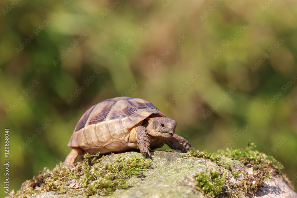 Fototapeta premium Breitrandschildkröte, Testudo marginata