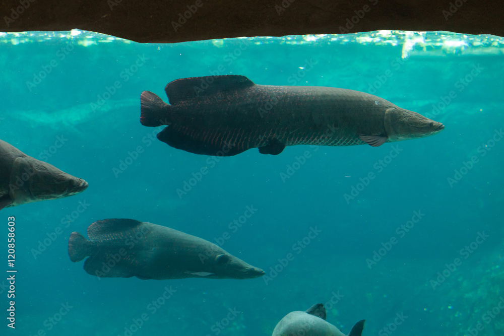 Fototapeta premium Arapaima (Sudis gigas).