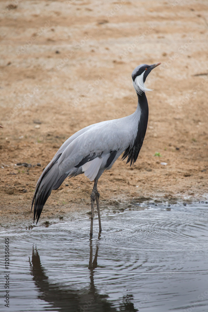 Naklejka premium Demoiselle crane (Anthropoides virgo).