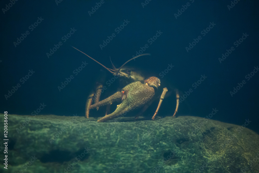 European crayfish (Astacus astacus).