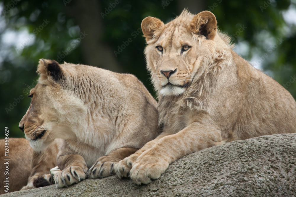 Lioness and juvenile male lion (Panthera leo). Lioness and juvenile male lion (Panthera leo).