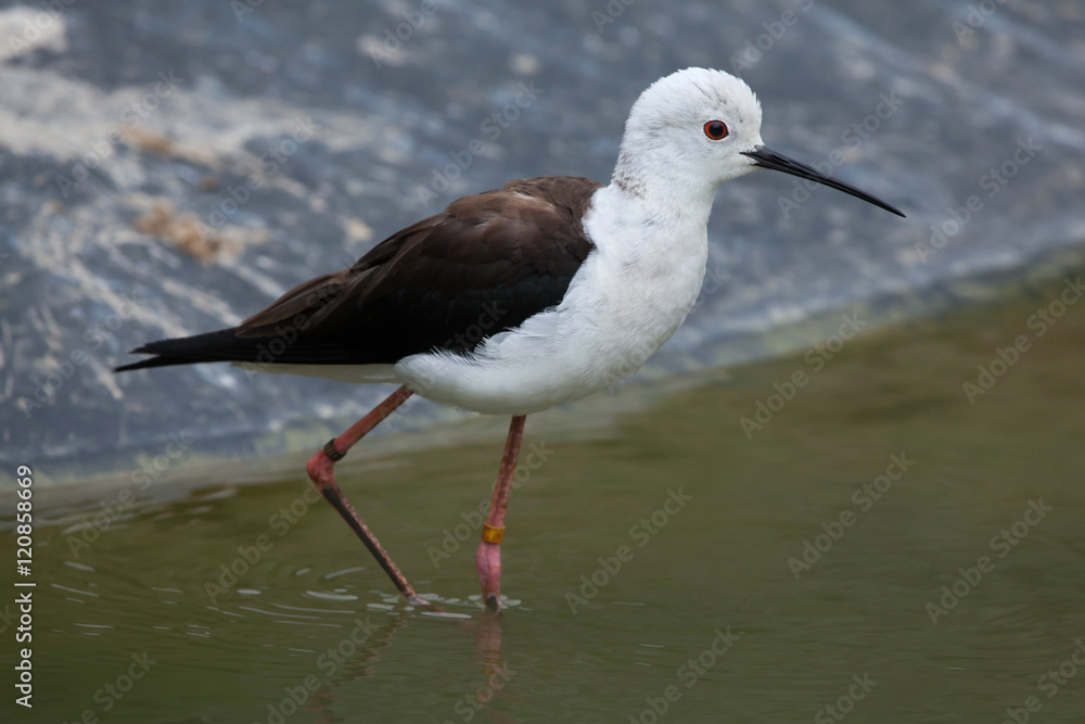 Fototapeta premium Black-winged stilt (Himantopus himantopus).