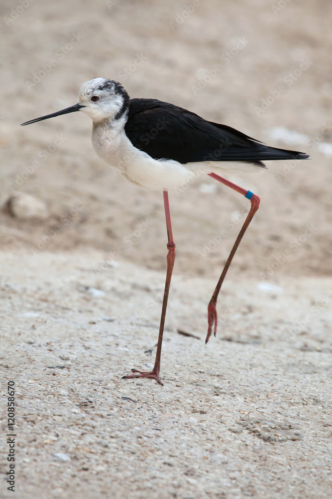 Obraz premium Black-winged stilt (Himantopus himantopus).