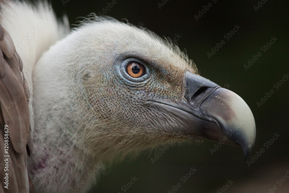 Fototapeta premium Griffon vulture (Gyps fulvus).