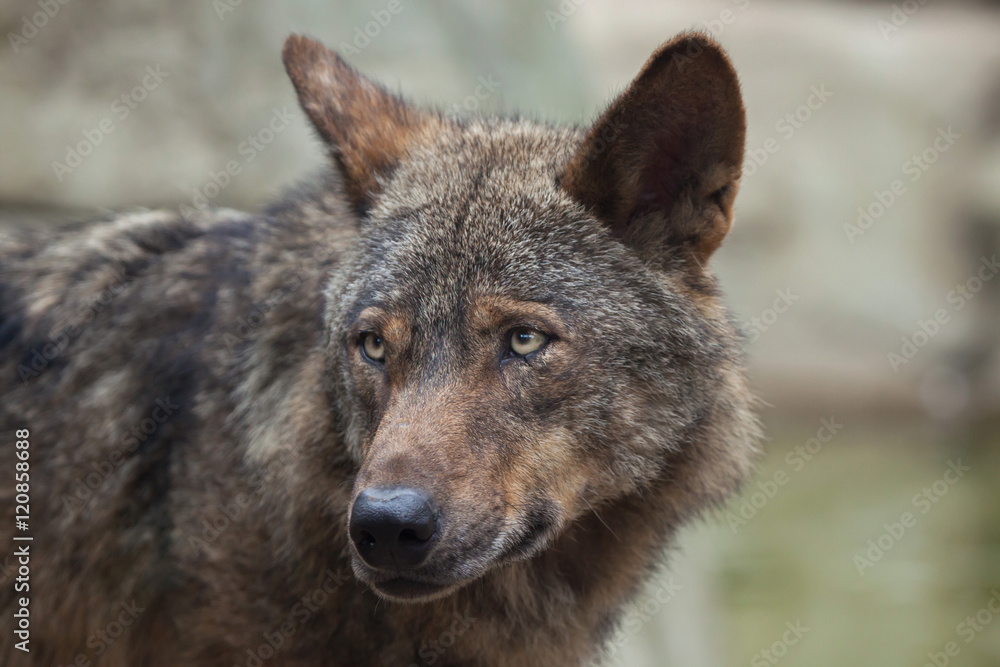 Fototapeta premium Iberian wolf (Canis lupus signatus).