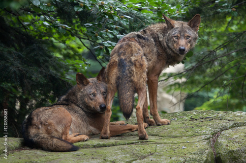 Iberian wolf (Canis lupus signatus).