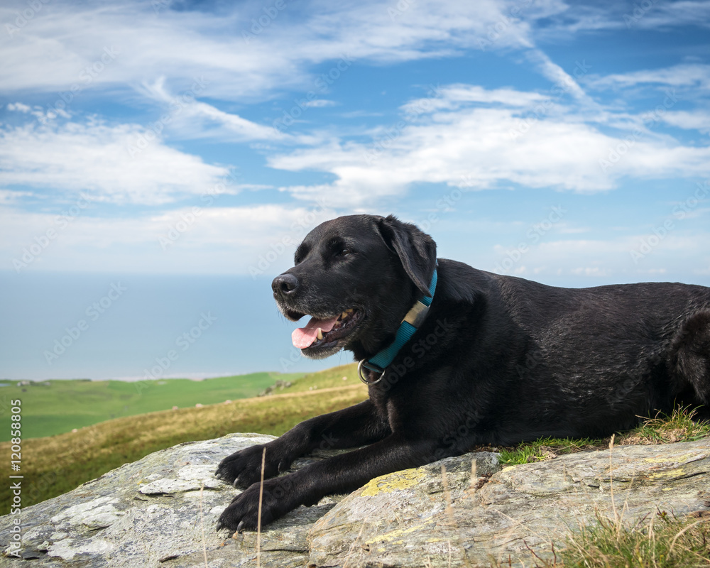 A happy black Labrador retriever dog enjoying the view from Black Combe in the Western Lakes A happy black Labrador retriever dog enjoying the view from Black Combe in the Western Lakes