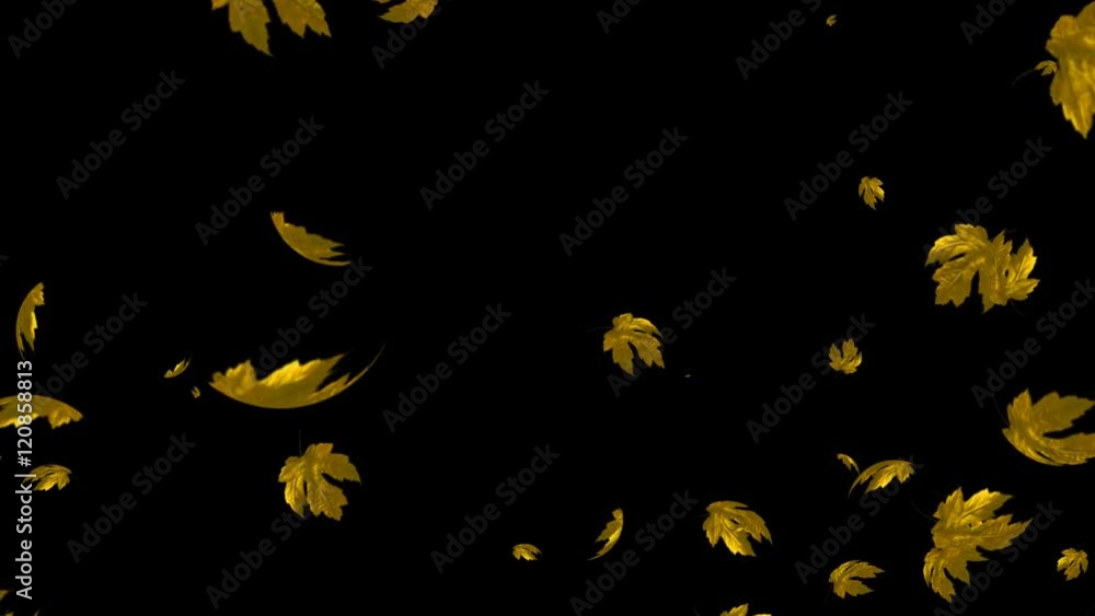 HD Falling Maple Leaves Animation HD Falling Maple Leaves Animation