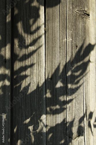 shadow of plants on wooden background
