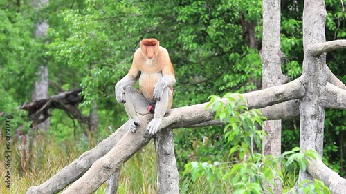 Proboscis monkey male sexual arousal