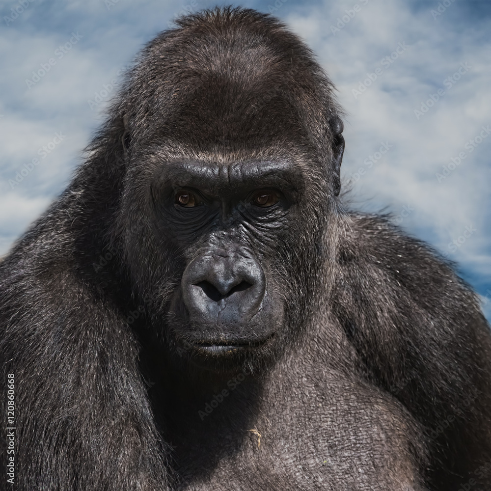 Fototapeta premium Female Gorilla and blue sky
