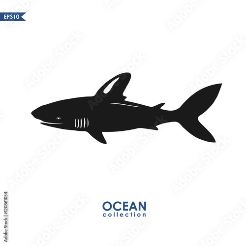 vector shark illustration