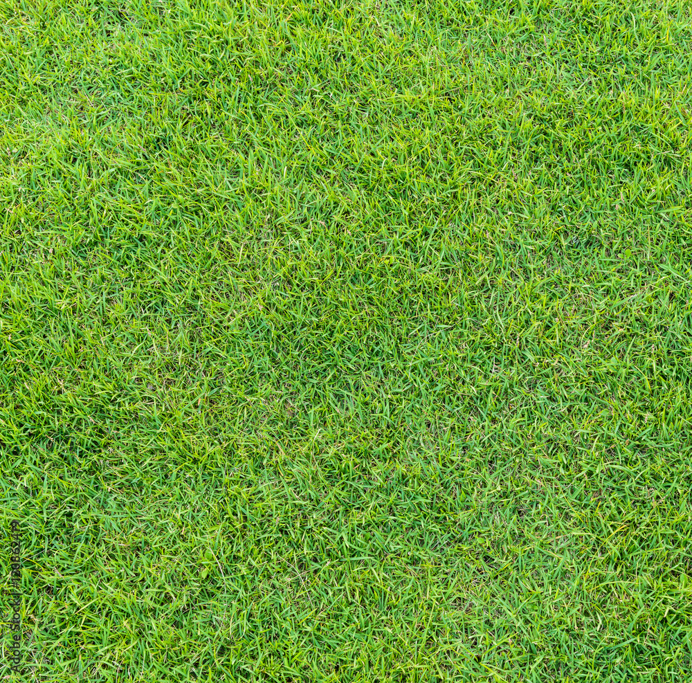 Fototapeta premium Background and texture of Beautiful green grass pattern from golf course