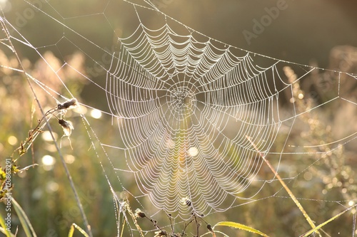 Spider web on a meadow at dawn