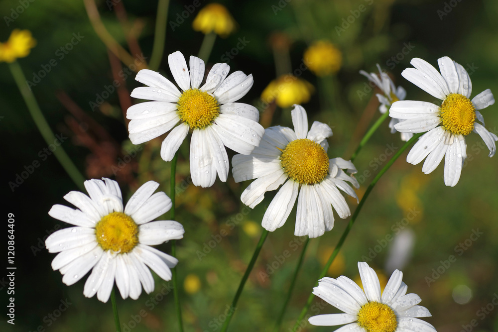 Fototapeta premium Wilde Margeritenblumen am Straßenrand