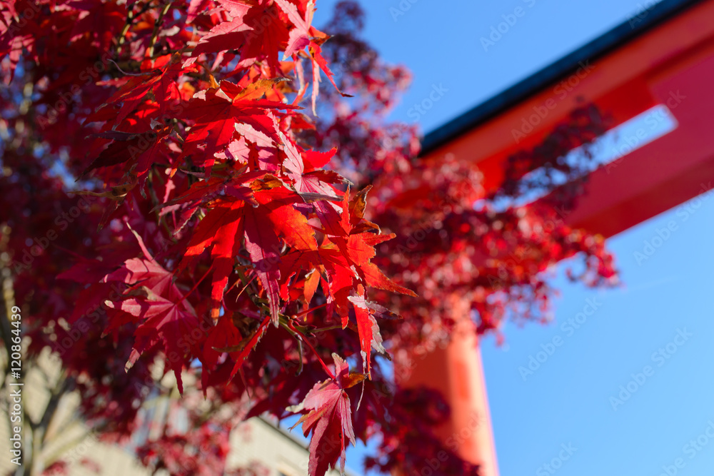 Red maple leaves at Japan with shrine background and blue sky Red maple leaves at Japan with shrine background and blue sky